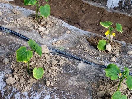 大棚番茄滴灌施肥技術