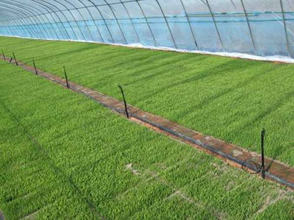 地插式微噴鋪設