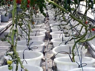 滴箭家庭盆栽花卉的微灌技術